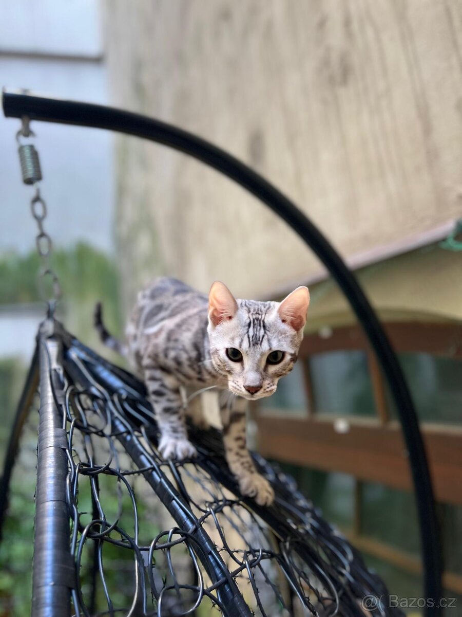 Bengálská kočka,bengálské kotě - 7