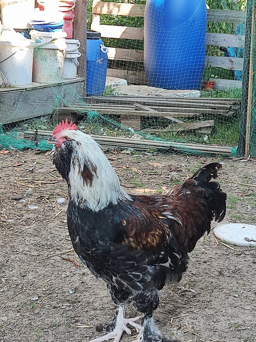 Faverolka velká lososová - kohout - 7