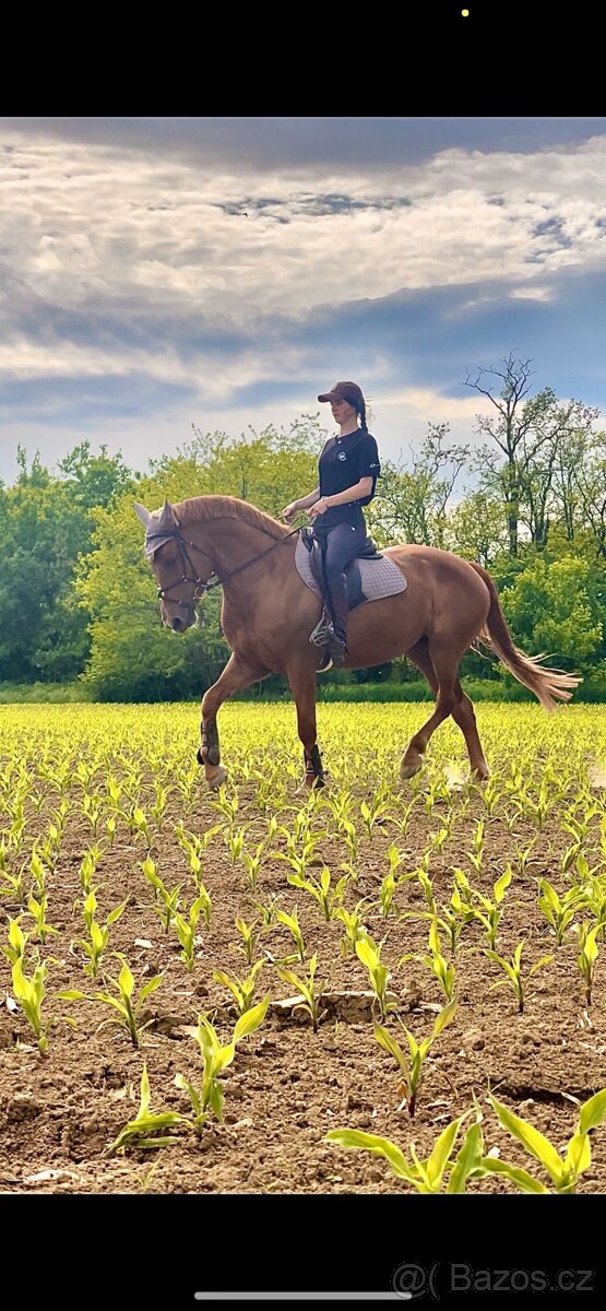 Predám kobylku - 7