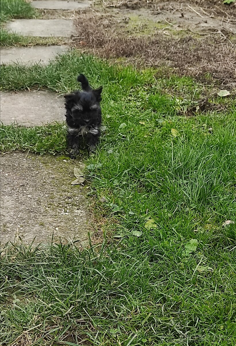 Jorkšírský teriér - 7