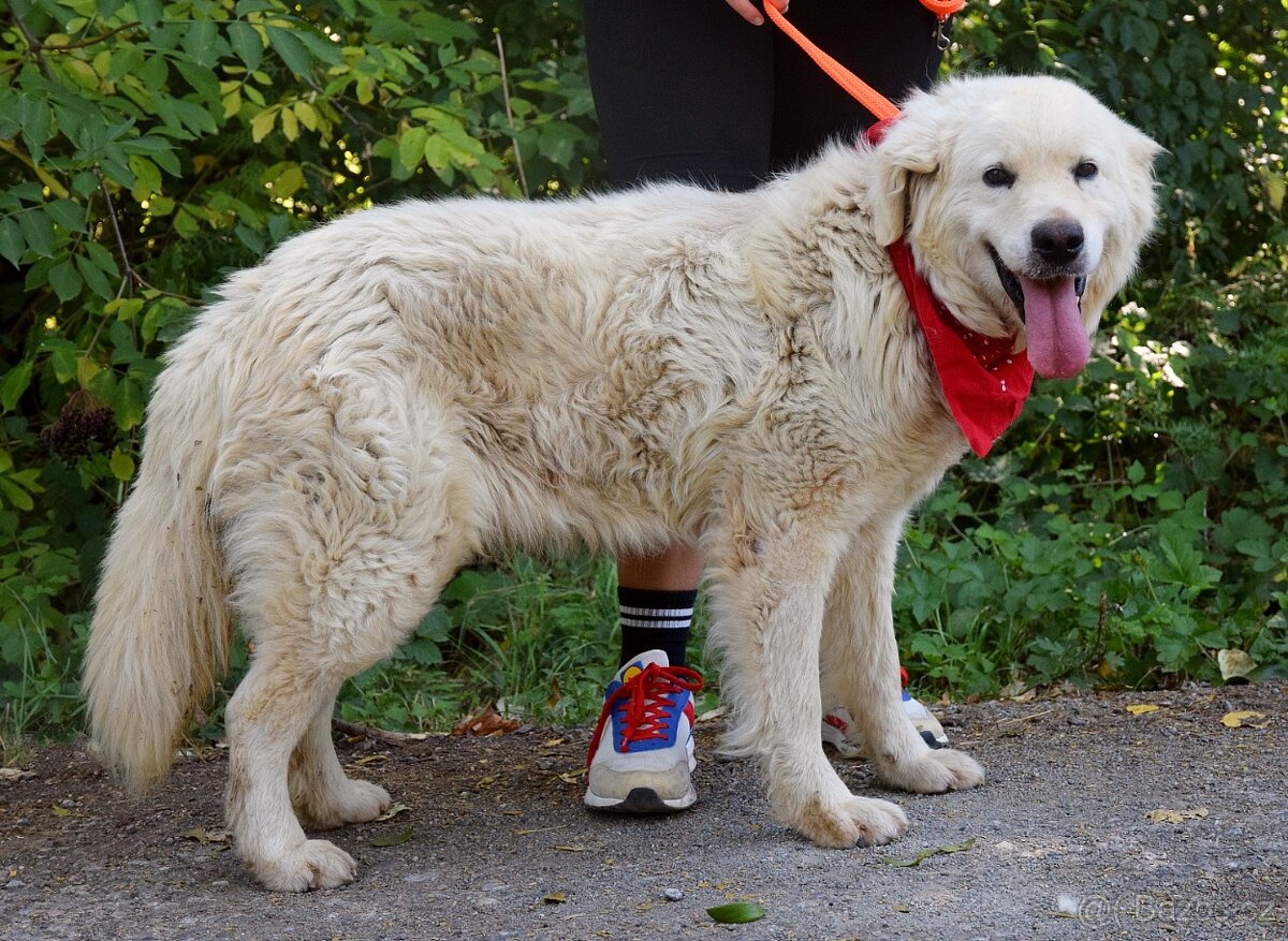 Coraz hledá domov - 7