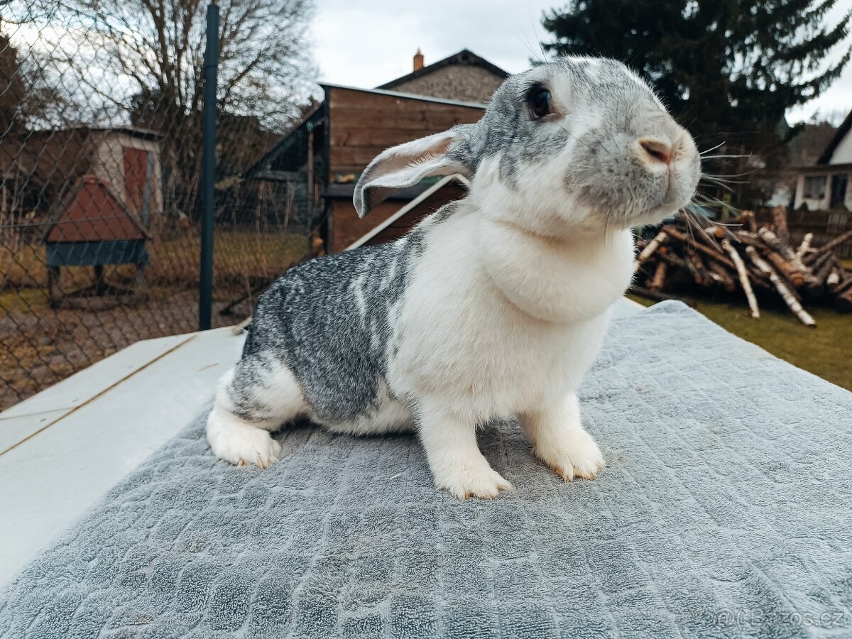 Mladé samice kříženky belgic. obra - 7