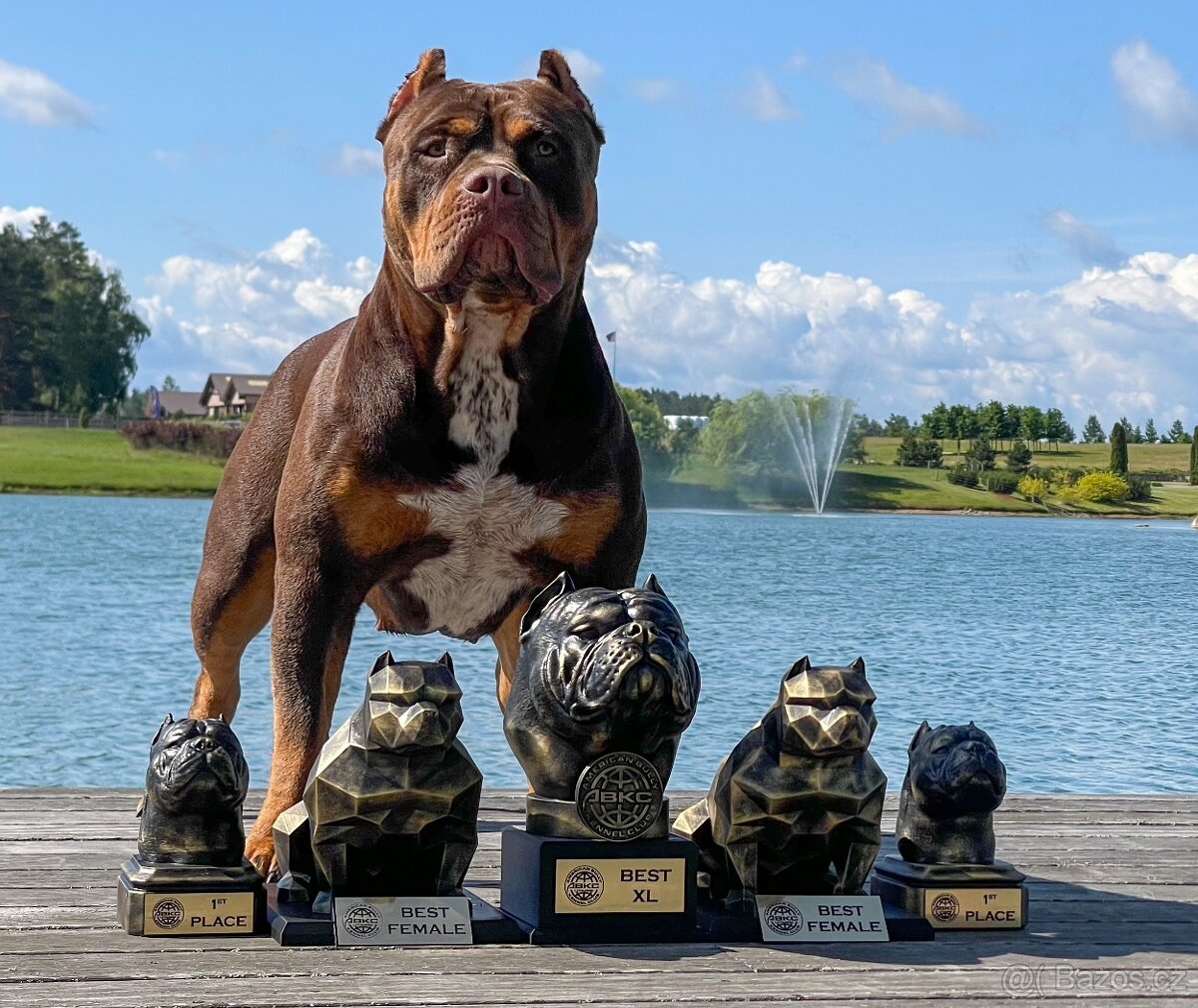 American bully XL - 7