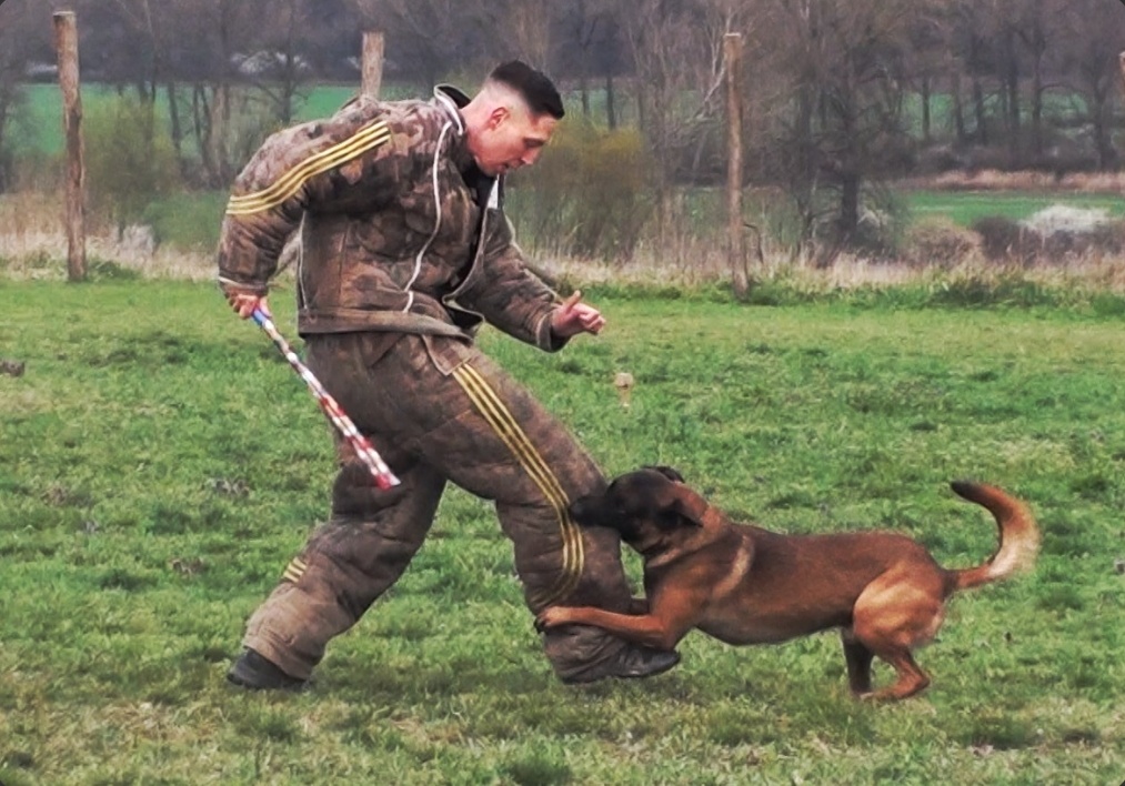 Belgický ovčák Malinois s PP - 7