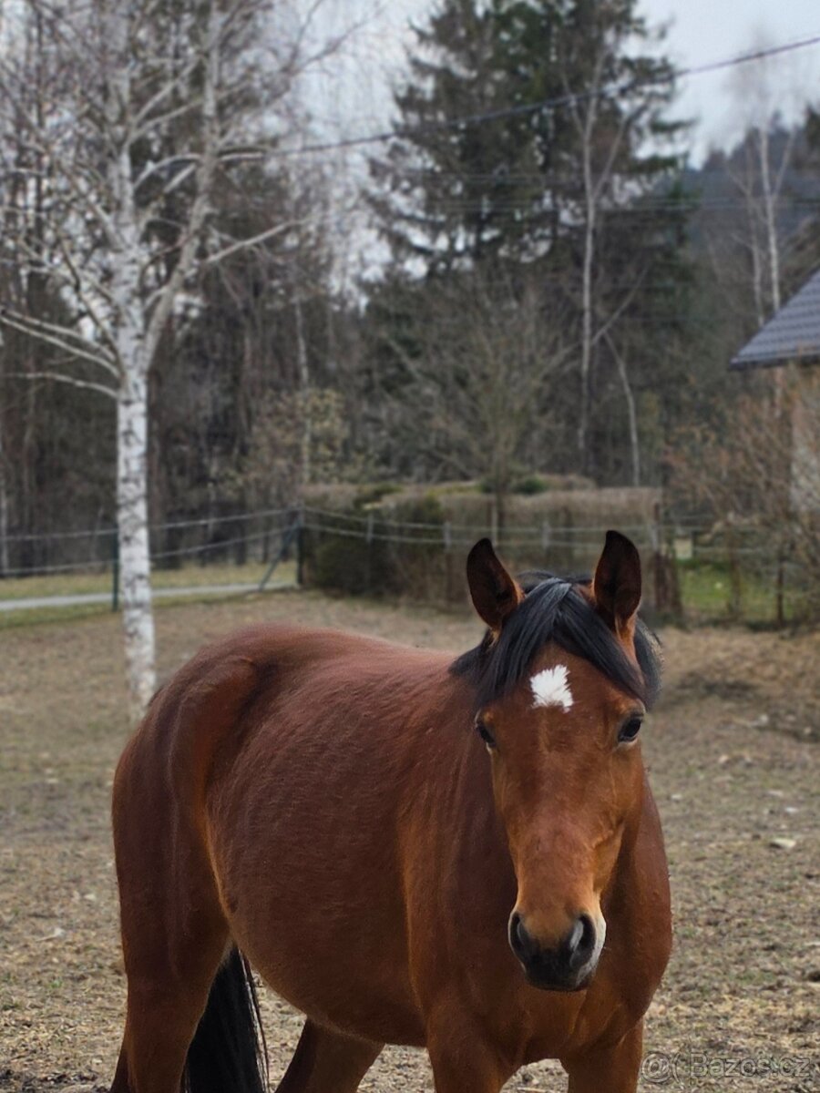Klisna po ČSP Olly - 7