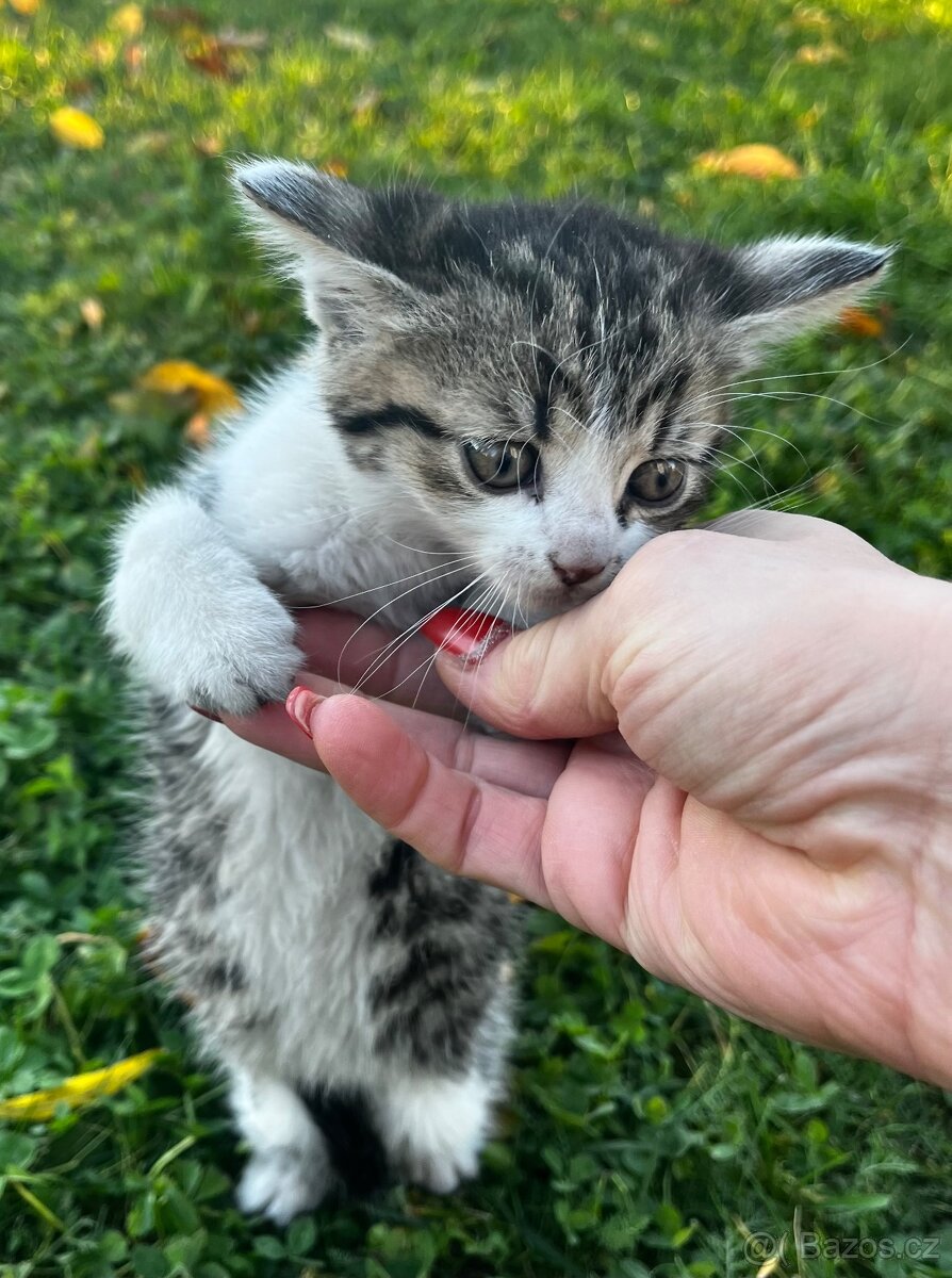 PRODÁM KOTĚ - kocour - 7