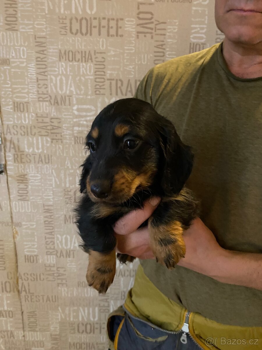 Jezevčík dlouhosrstý trpasličí - 7