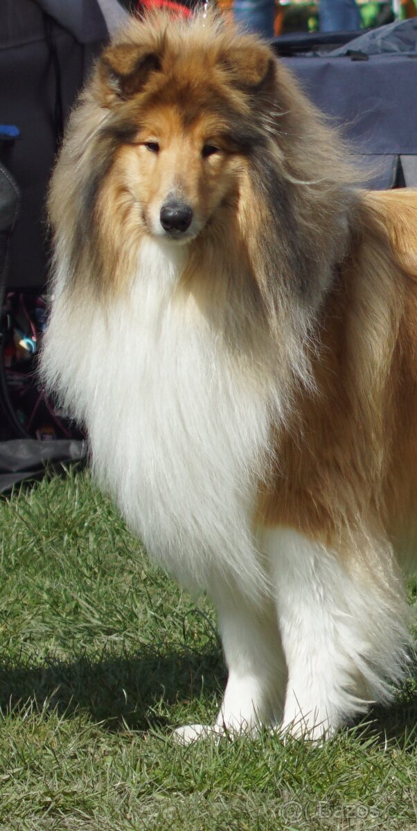 KOLIE DLOUHOSRSTA ZLATA - 7