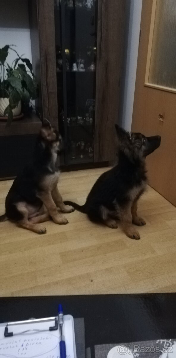 Nemecky ovčák typu Rex(štěňata) - 7