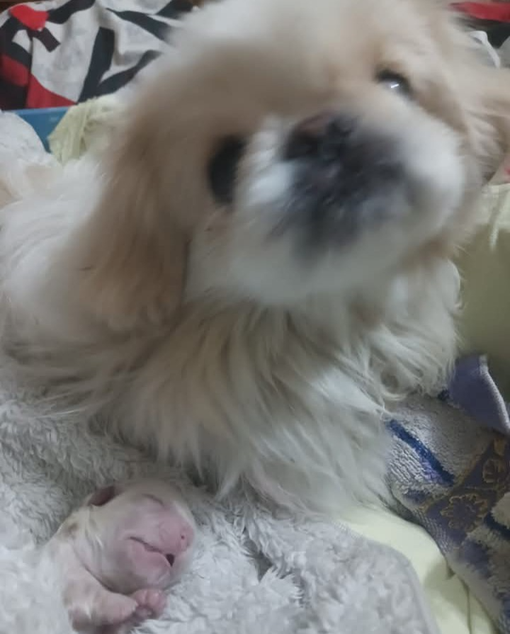 Pekingský palácoví psík. - 7