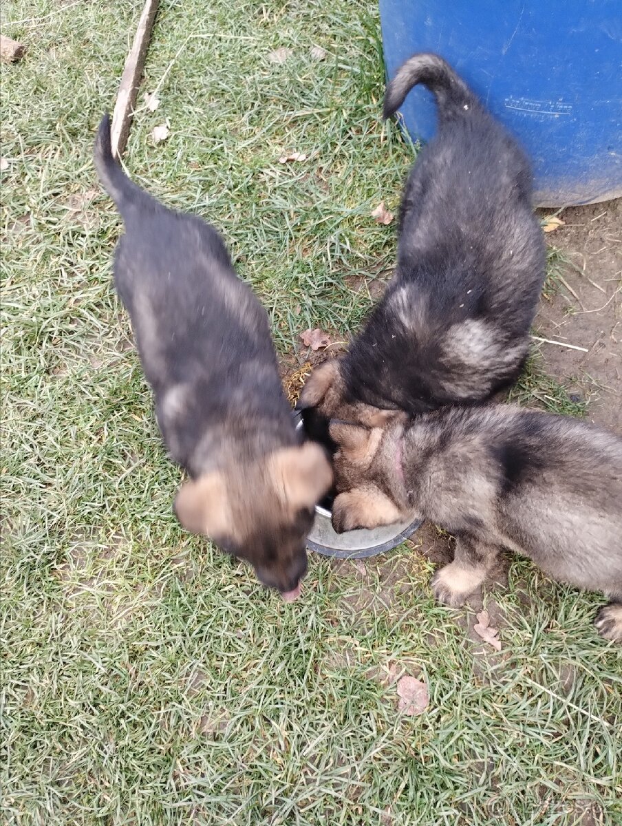 Německý ovčák štěňata - 7