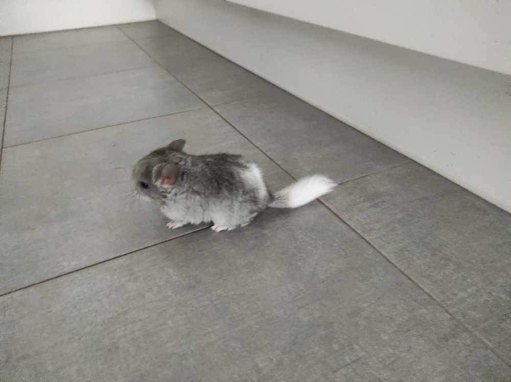 Činčila mládě samičky - 7