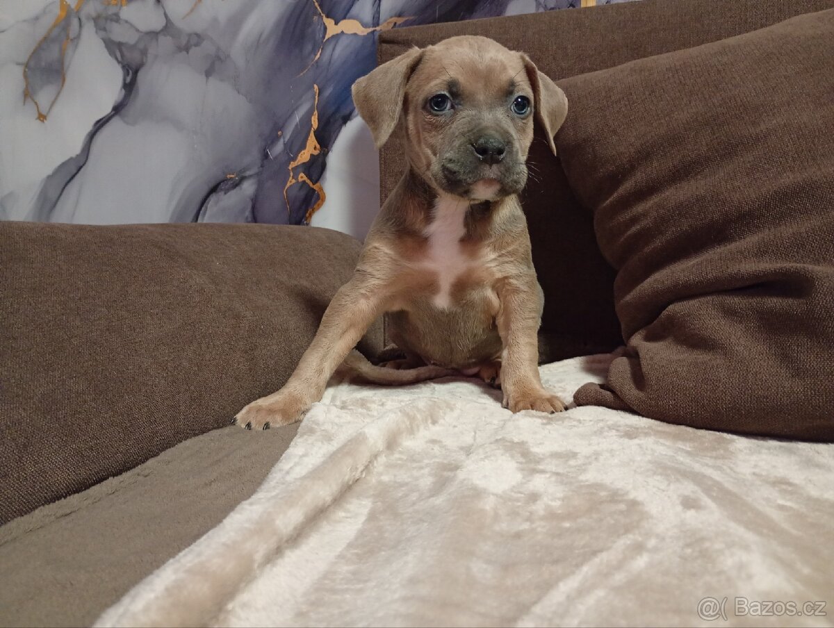 Stafordšírský bulteriér - 7