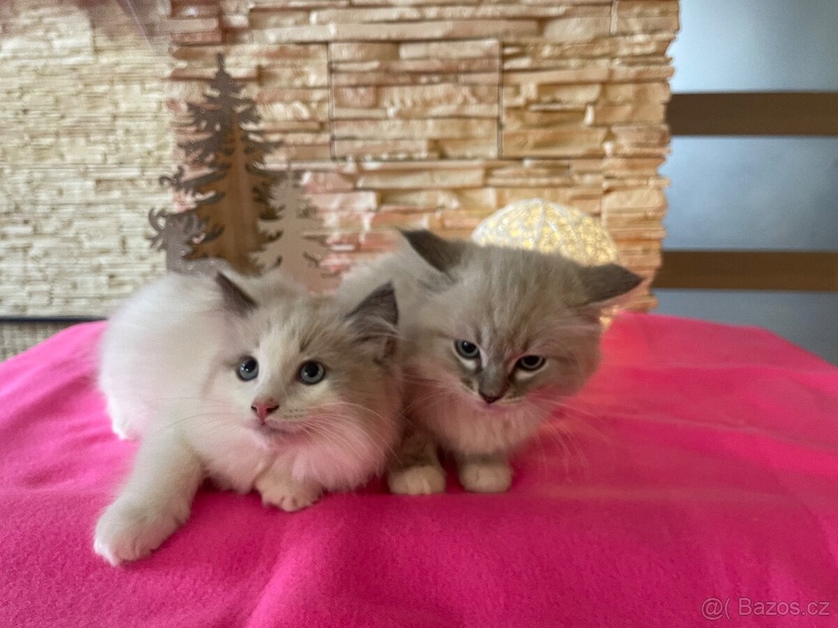 Ragdoll koťata - 7