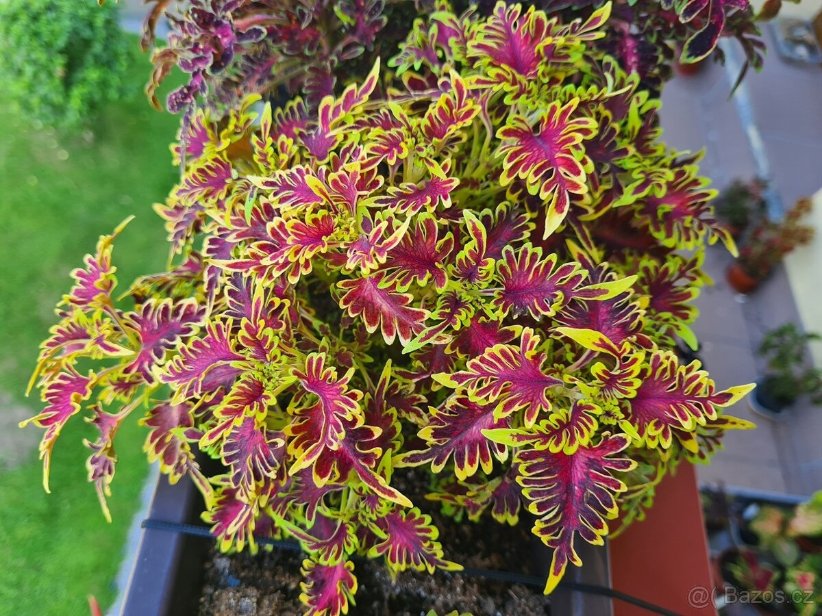 SEMENA Africká okrasná kopřiva Coleus - 7