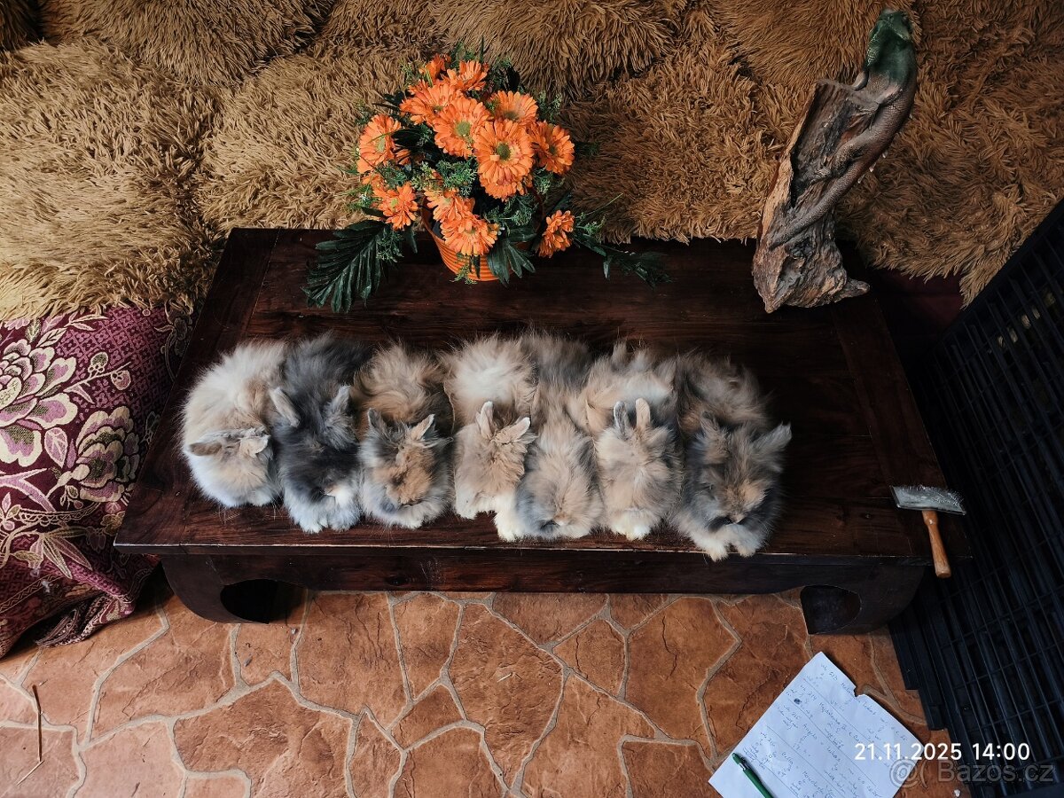 Teddy králíčci zakrslí dlouhosrstí - 7