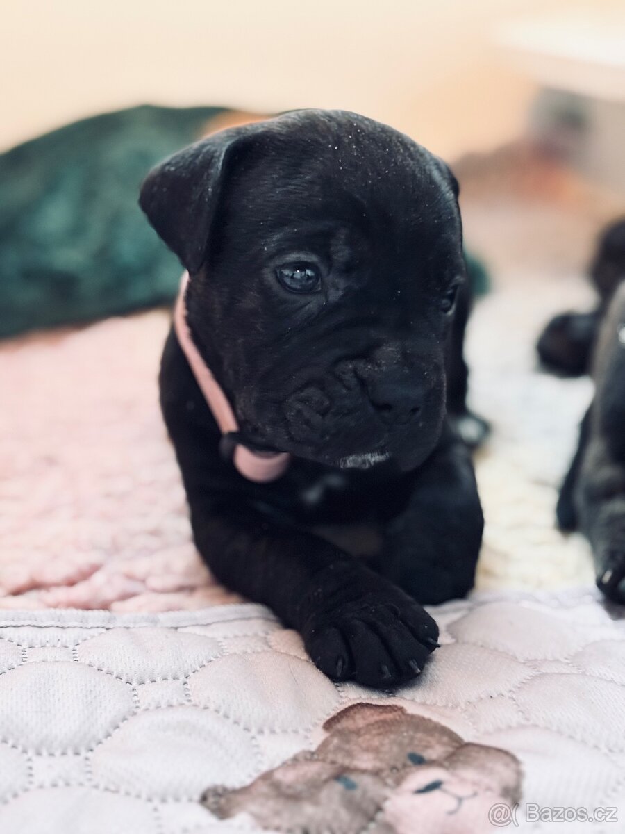 Cane corso s PP - 11 Vánočních štěňátek k rezervaci - 7