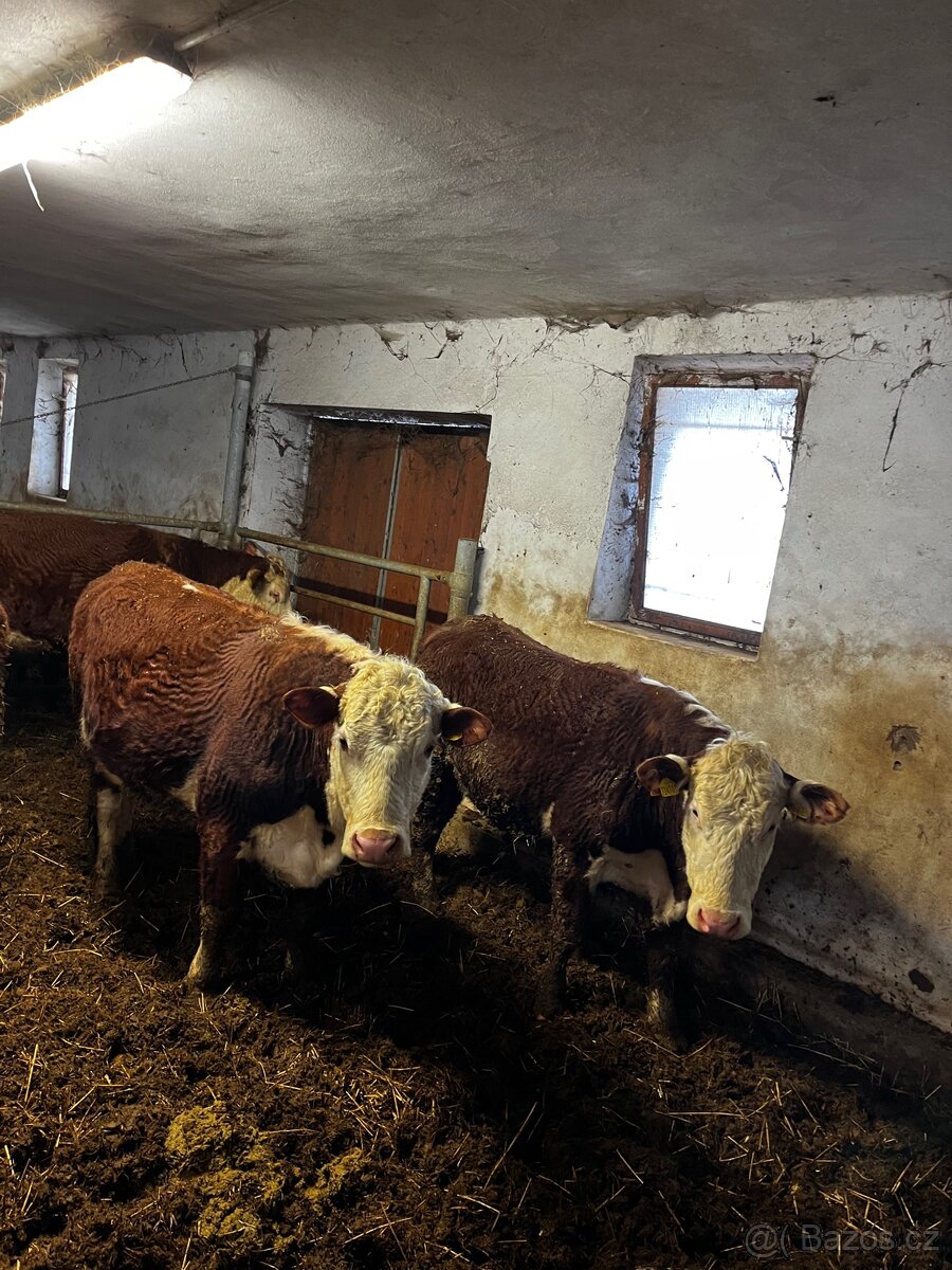 Jalovice Hereford - 7