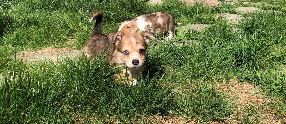 Štěně - kříženec - 7