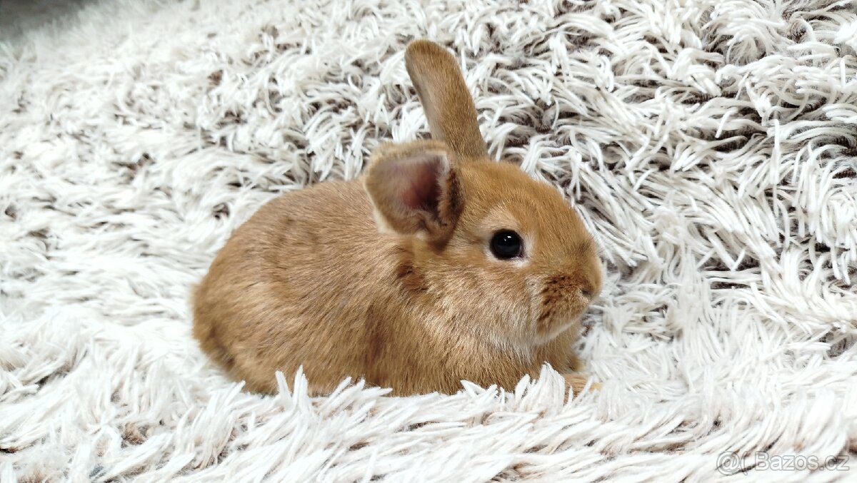 Zakrslý králík, králíček - LILI - 7