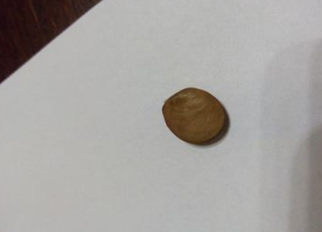 Semena vistárie a katalpy + stromky + vodní rostliny - 7