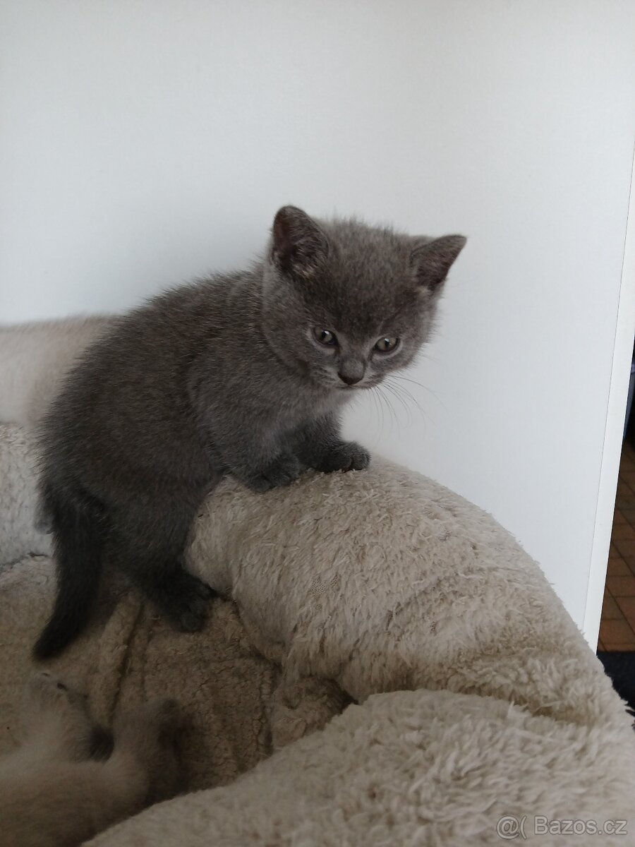 Britská modrá koťátka - 7