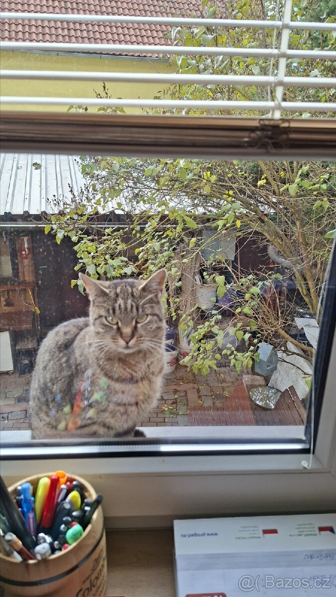 Kočka - 7