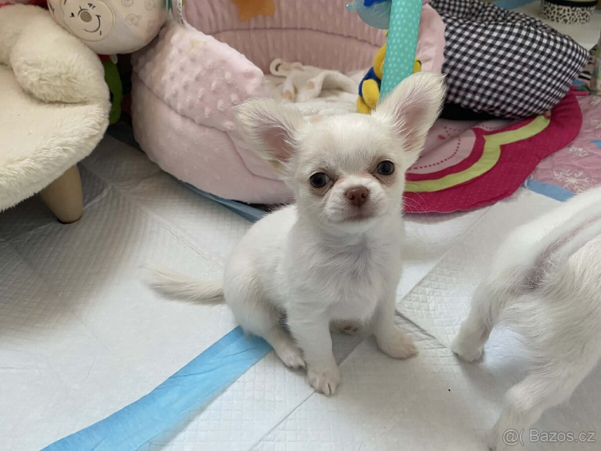 Čivava dlouhosrstá s PP - 7