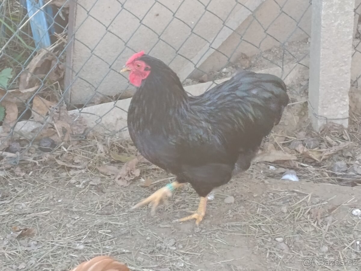 Zdrobnelá wyandotka - 7