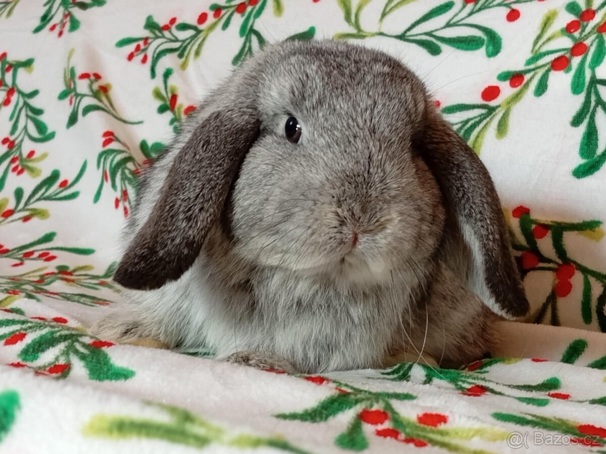 Samička Zakrslý Beránek MiniLop ❤️ - 7