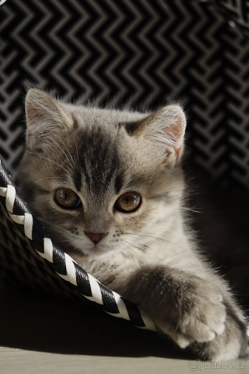 Britská modrá krátkosrstá kočka koťátko - 7