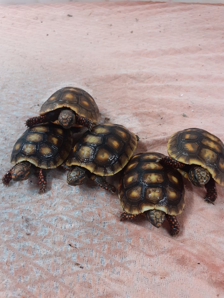 Suchozemské želvy plus komplet vybavená terária - 7