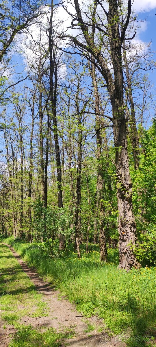 Prodej/výměna lesa - 7