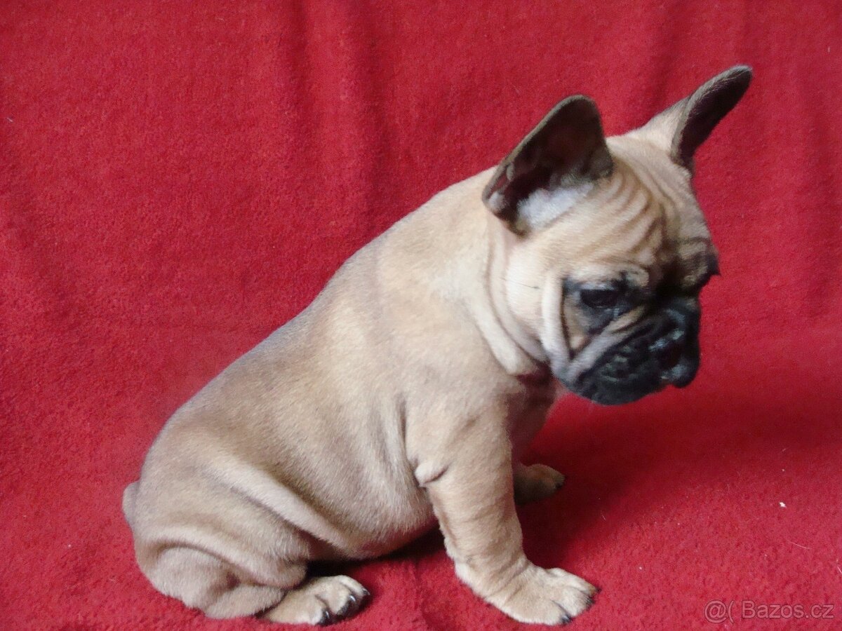 francouzský buldoček - 7