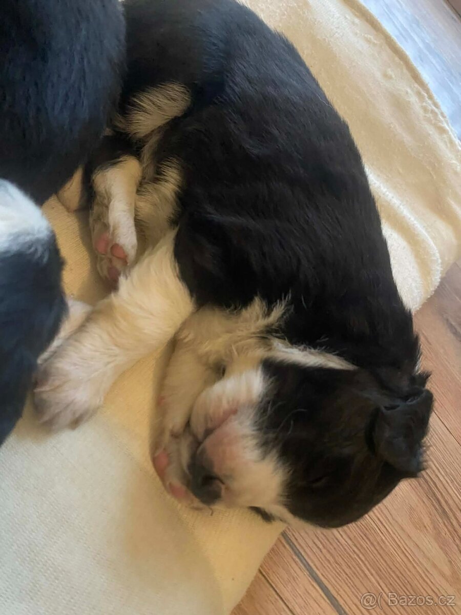 Štěňátka Border kolie bez PP - 7