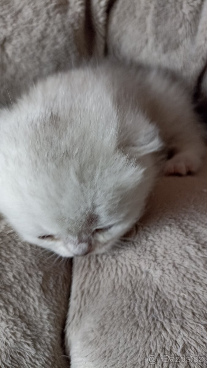 Britská koťátka s PP - 7