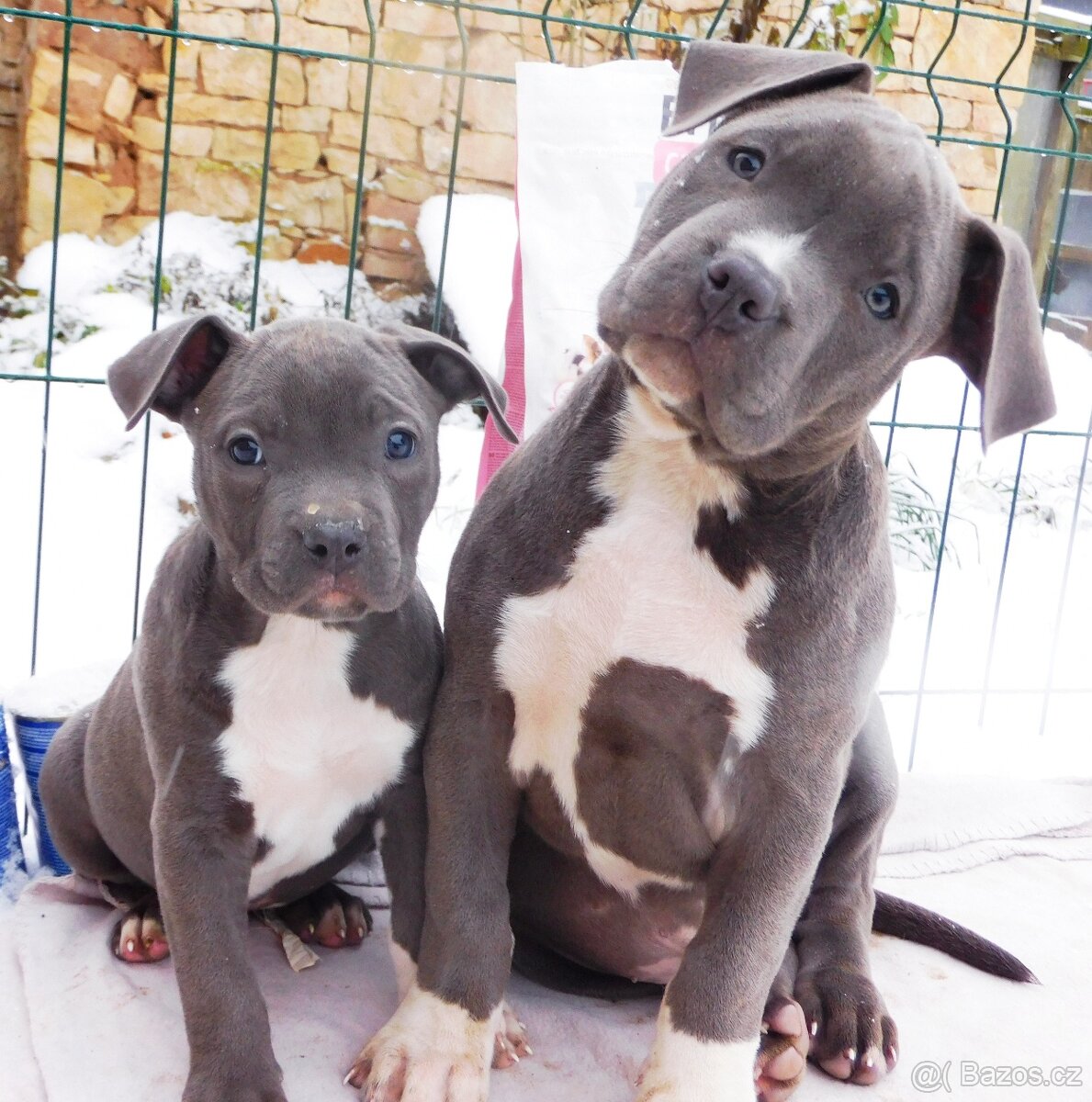 Štěňata American Bully xxl - Bloodline DDK9 - 7