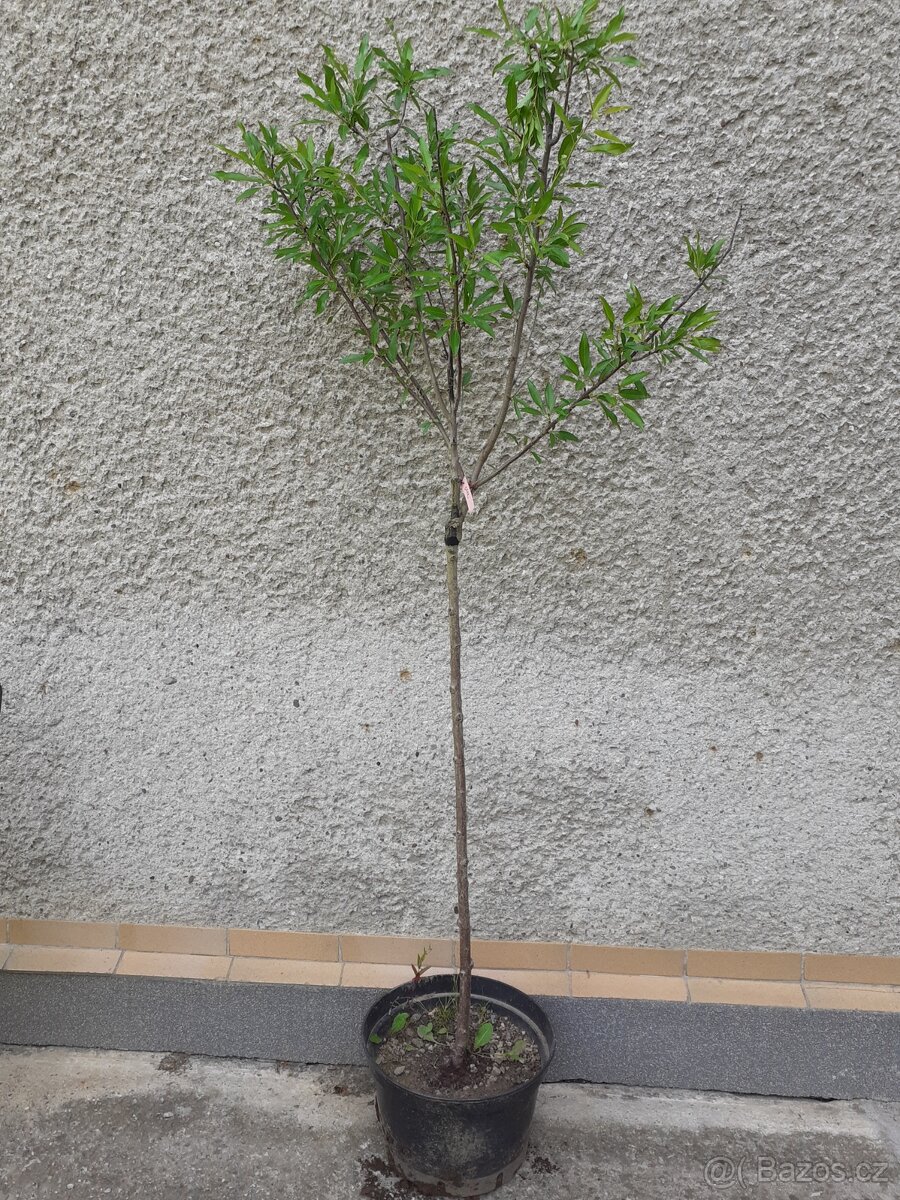 Keře, stromy, trvalky - 7