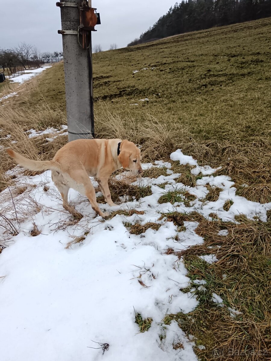 Daruji fenku labradorky - 7