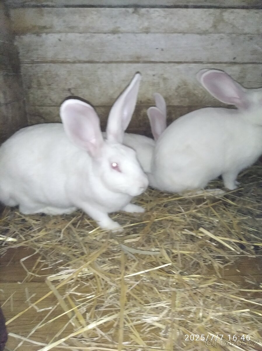 Francouzska hyla - 7