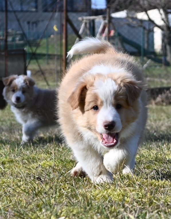 Border Collie / Border Kólia s PP - 7