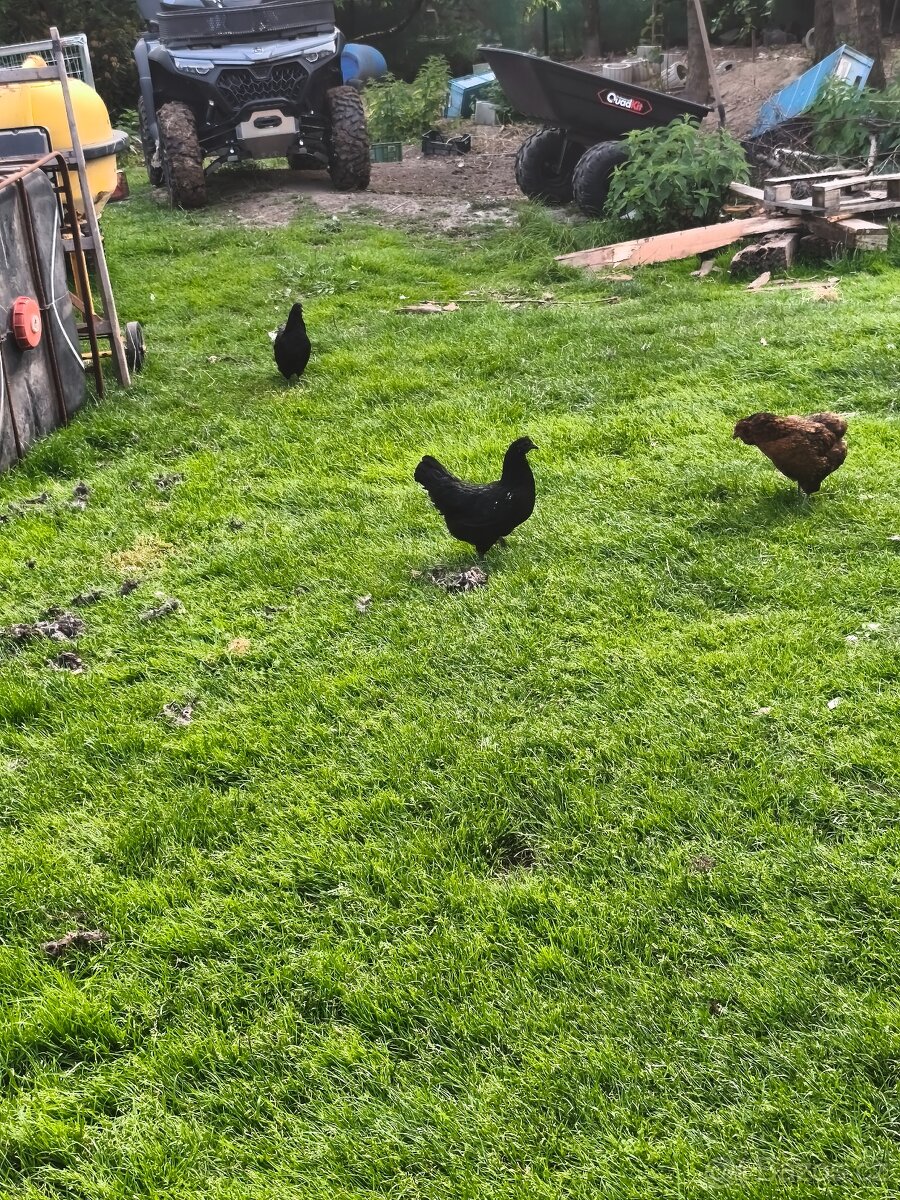 Ayam cemani - 7