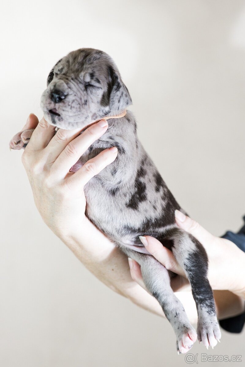 Německá doga - štěňata s PP FCI - 7