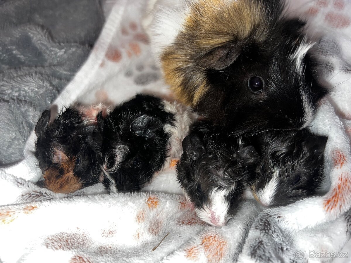 Nabízím morčátka k prodeji - 7