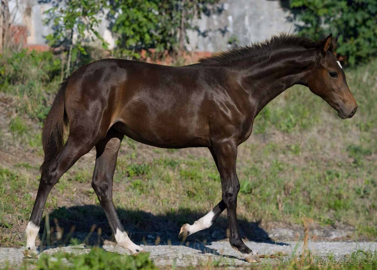 Klisnička na prodej - 7