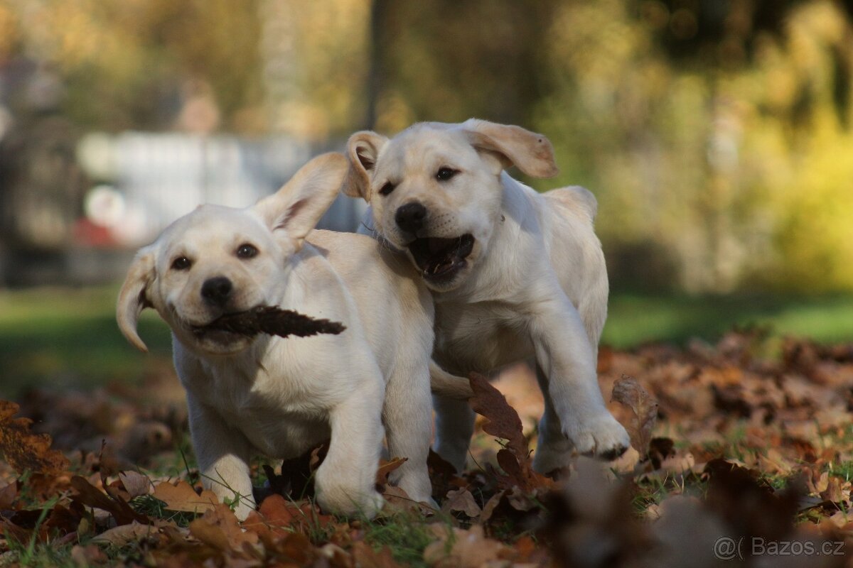 Labradorský retriever - 7
