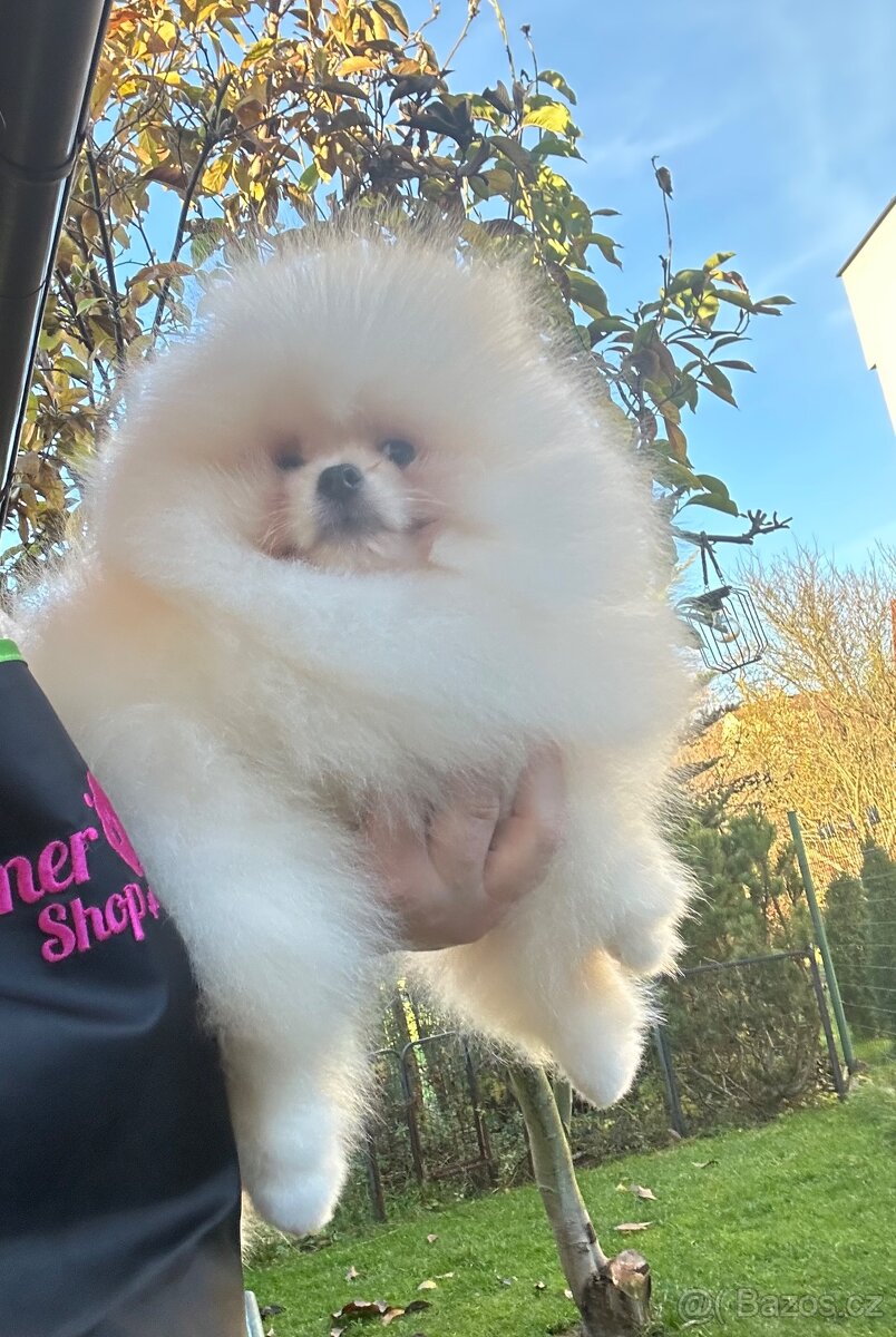 Pomeranian s pp FCI - 7