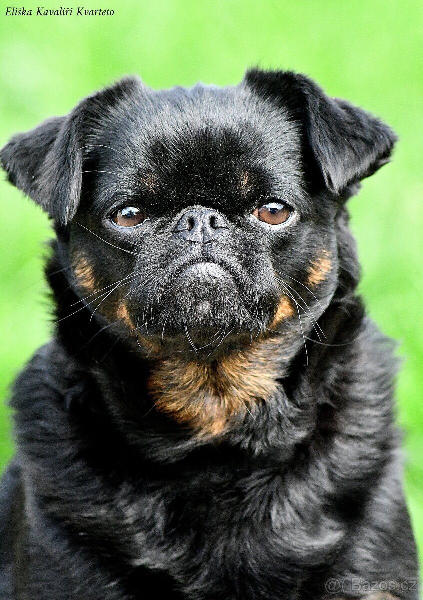 brabantík - štěňata s pp - fena - 7