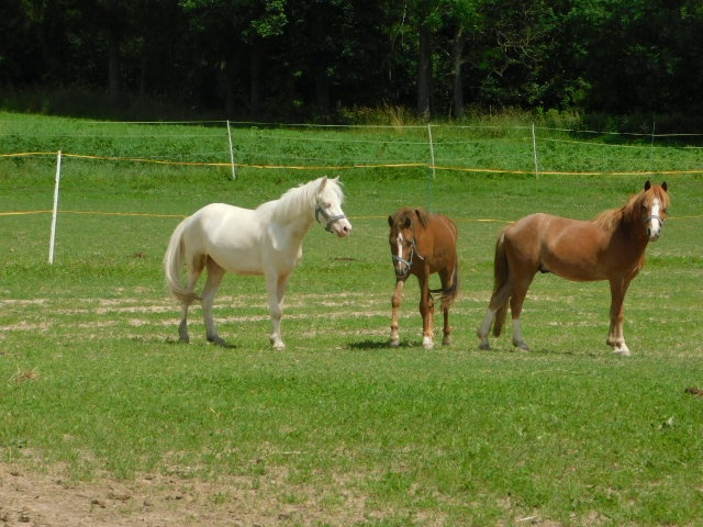 valach pony - 7
