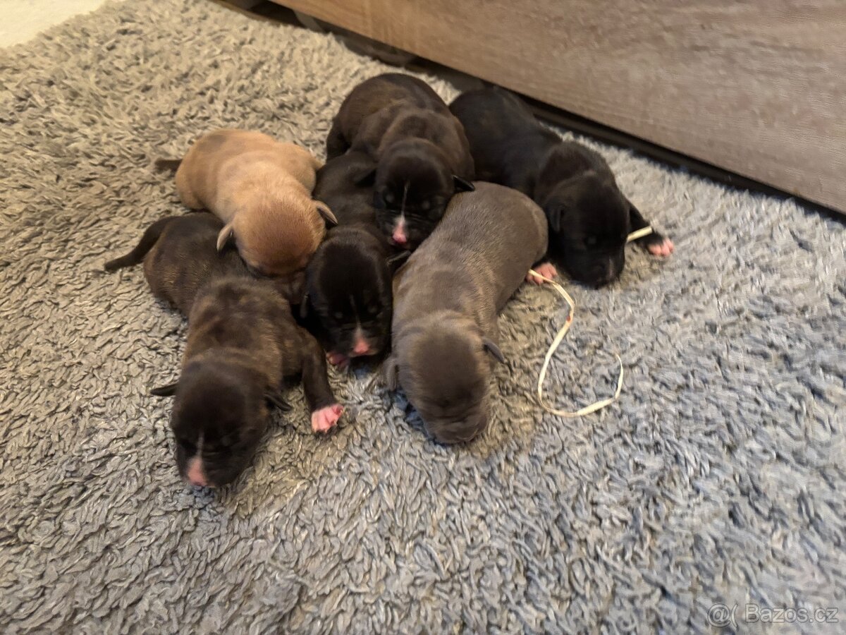 Americký stafordsirsky terier, Stafford, amstaf - 7